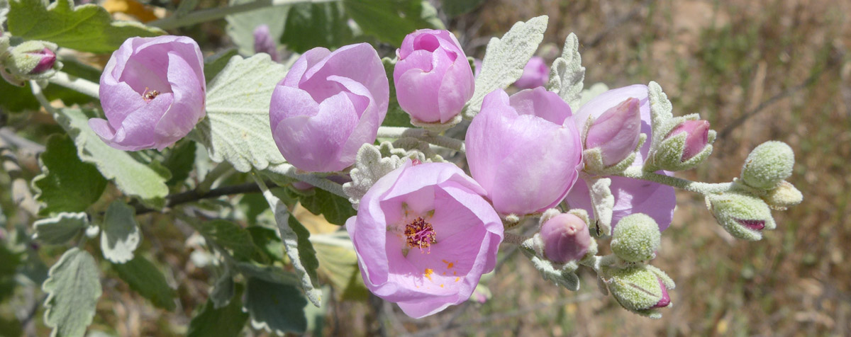 Photo of Malacothamnus jonesii